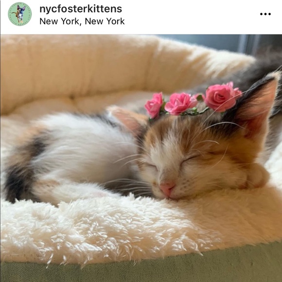 Foster Kitten Love 😻 - Picture 10 of 16